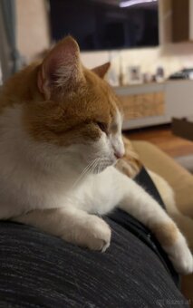 Kater sucht neues Zuhause - 3