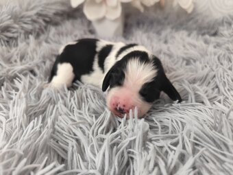 Englische Springer Spaniel Welpen mit PP FCI - 3