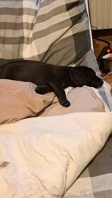Labrador Retriever mischlingswelpe sucht ein neues Zuhause - 3