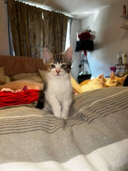 maine coon babys mix - 3