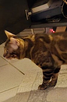 Bengalkater 2.5 Jahre alt Notfall - 3