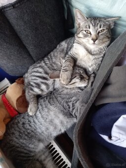 Katzen Baby - 3