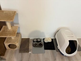 Katze - 3