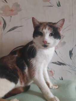 KATZEN FREUNDE AUFGEPASST - 3