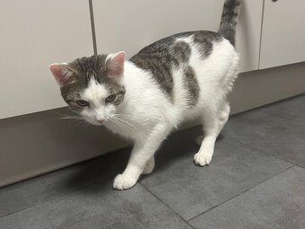 Katze u/o Kater in gute Hände abzugeben - 3