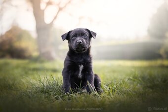 Australian Kelpie w Pedigree - 3