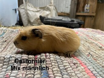 Meerschweinchen - 3