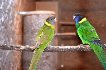 Kauf RINGSITTICH - 3