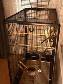 Wellensittiche + käfig - 3