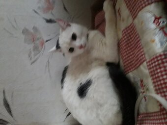 KATER FREUNDE AUFGEPASST - 3