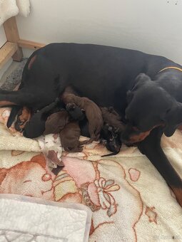 Dobermann welpen von exklusiven TOP-Eltern - 3