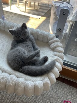 BKH Kitten - 3
