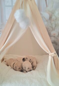 Golden retrivers - 3