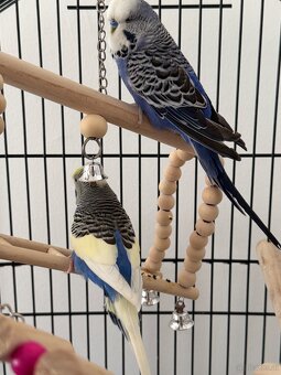 Wellensittich Paar 60€ - 3