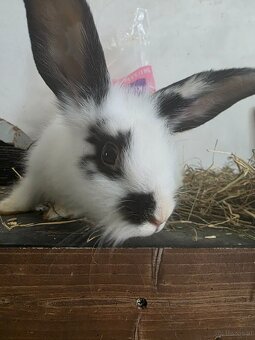 Kaninchen zu verkaufen - 3