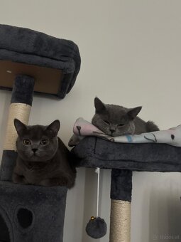 2 Britisch Kurzhaar Katzen (9 und 12 Monate) nur gemeinsam - 3