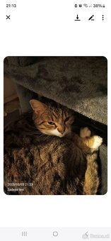 Katze () - 3