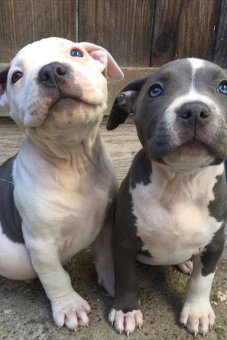 Wunderschöne American Pit Terrier Welpen - 3
