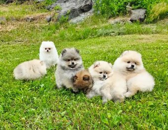 Wunderschöne Zwergspitz-Pomeranian welpen - 3