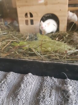 Maus zu vergeben. - 3