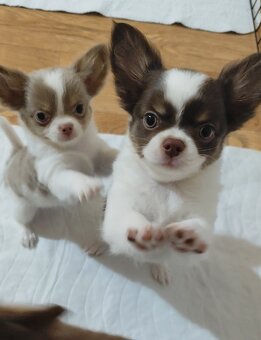 Chihuahua mit einer Ahnentafel FCI - 3