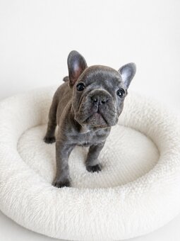 Französische Bulldogge – blaue Hündin mit Stammbaum - 3