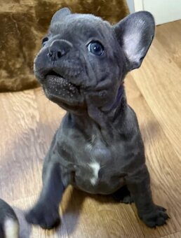 Französische Bulldoggen welpen - 3