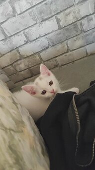 Katzen baby - 3