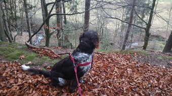 Kleiner Münsterländer - 3
