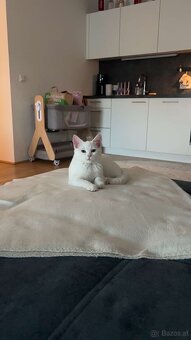 Katze zu verkaufen - 3