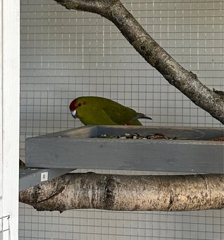 Ziegensittich Paar - 3