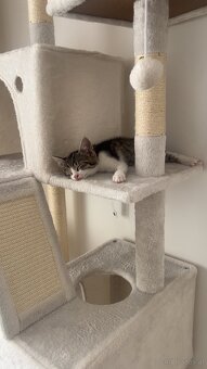 Europäisches Kurzhaar Kitten - 3