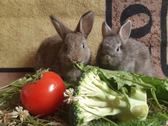 Zwergkaninchen jugendlich zu vergeben - 3