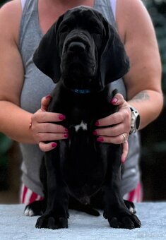 Deutsche doggue - 3