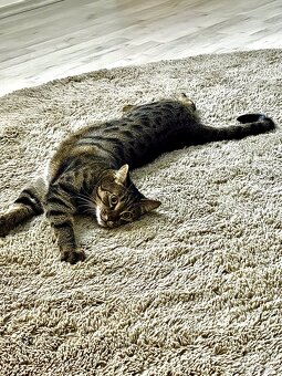 Kater 🐈‍⬛ - 3