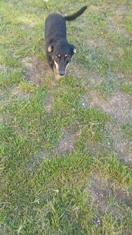 Müssen uns  leider von unseren Hund trennen dackel mudi Misc - 3