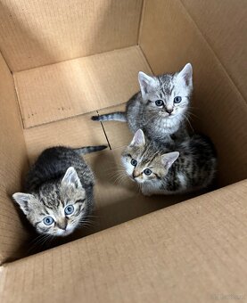 Süße Kätzchen - 3