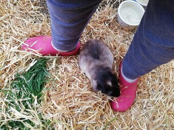 Cuy - Riesenmeerschweinchen - 3