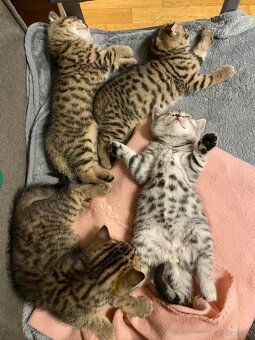 Katze - 3