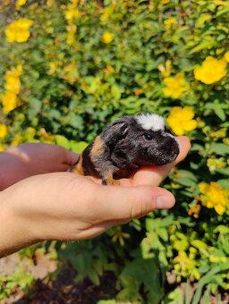 Meerschweinchenbabys zu verkaufen - 3