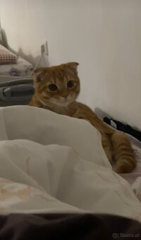 Scottish-Fold-Kätzchen zu verkaufen - 3