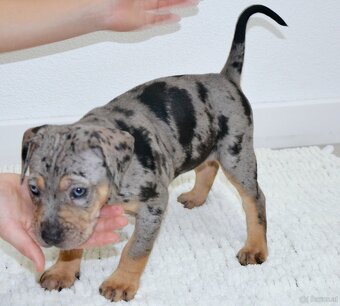 Louisiana Leopard Dog - Catahoula - 3