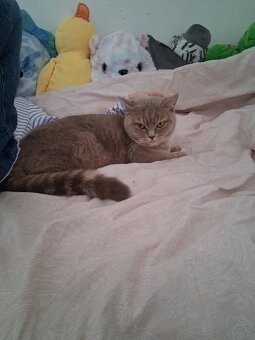 Britisch kurhaar Katze - 3