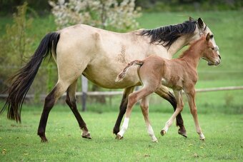 Lusitano Hengst PSL - 3