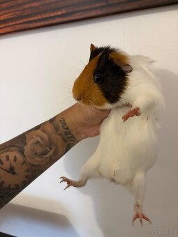 Junge Meerschweinchen-Dame "Jenny" (Weibchen, aus Zoohande - 3