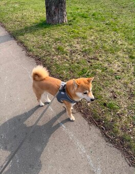 Wunderschöner Shiba Inu sucht liebevolles Zuhause 🐾 - 3