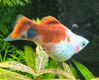 Mollys, Platys und noch mehr zum verkaufen 🐟 - 3