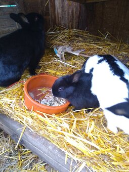 Zwergschecken Kaninchen schwarz 8wöchig - 3