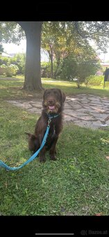Labrador mix 1 jahr ( Dringend ) - 3