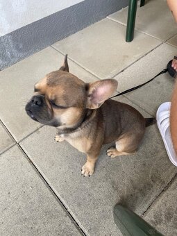 Französische Bulldogge - 3